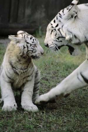 White Tiger with Baby Cub Journal de Cool Image