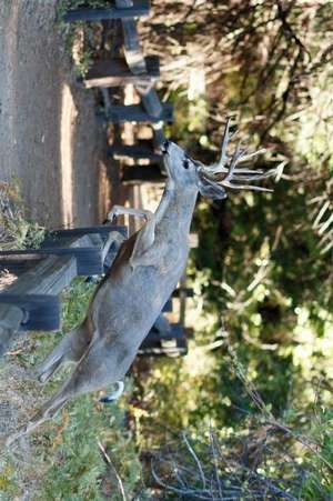 Mule Deer Jumping a Fence Journal de Cool Image