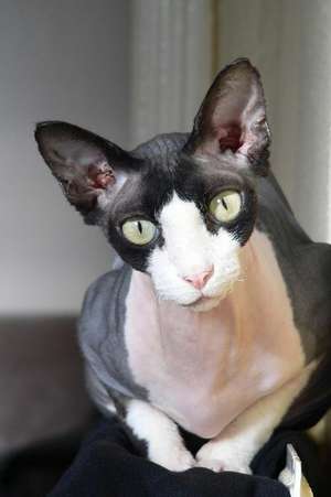 The Sphinx Cat Journal de Cool Image