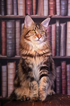 Maine Coon Tabby Cat in the Library Journal de Cool Image