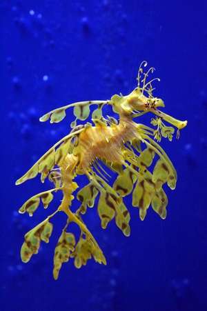 Sea Dragon in a Singapore Aquarium Journal de Cool Image