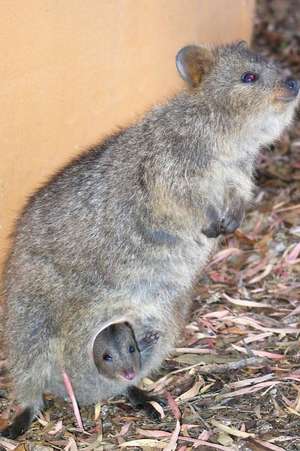 Quokka with a Baby Journal de Cool Image