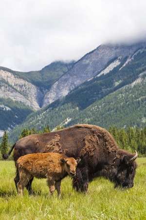 A Mother Buffalo and Her Baby Calf Animal Family Journal de Cs Creations