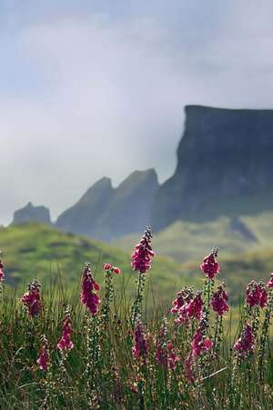 Foxglove Flowers and Mountains on the Isle of Skye Scotland Journal de Cs Creations