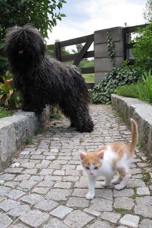 A Black Puli Dog and a Little Orange and White Kitten Journal de Cs Creations