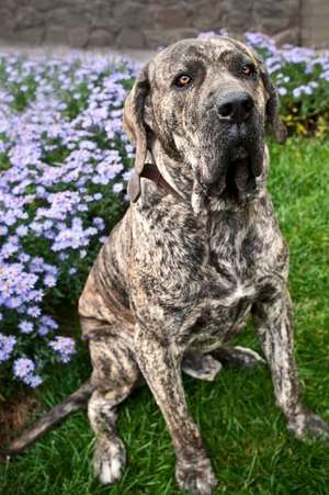 Fila Brasileiro or Brazilian Mastiff Dog Journal de Cool Image