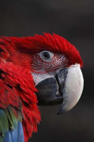 Red Cuban Macaw Parrot Journal de Cool Image