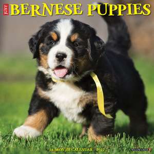 BERNESE MOUNTAIN PUPPIES 2022 WALL CALEN de Willow Creek Press