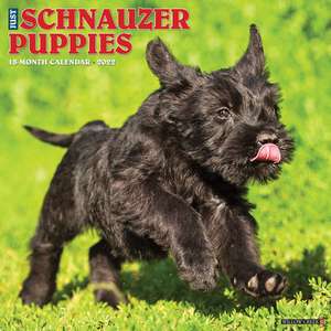 SCHNAUZER PUPPIES 2022 WALL CALENDAR de Willow Creek Press