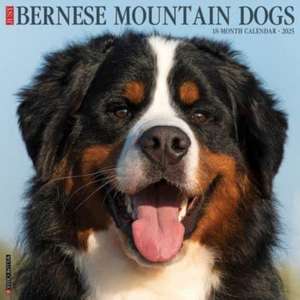 Just Bernese Mountain Dog 2025 12 X 12 Wall Calendar de Willow Creek Press