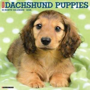 Just Dachshund Puppies 2025 12 X 12 Wall Calendar de Willow Creek Press