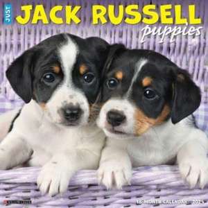 Just Jack Russell Puppies 2025 12 X 12 Wall Calendar de Willow Creek Press