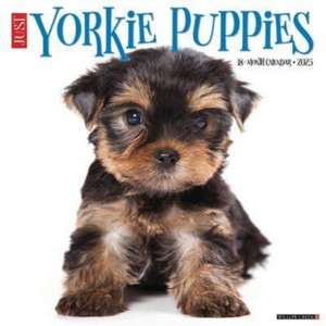 Just Yorkie Puppies 2025 12 X 12 Wall Calendar de Willow Creek Press