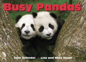 Busy Pandas de John Schindel