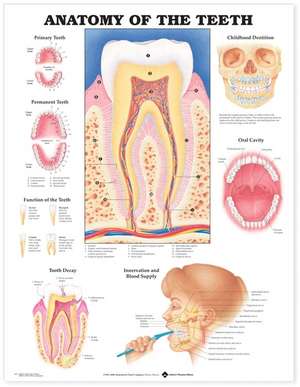 Anatomy of the Teeth Anatomical Chart de Anatomical Chart Company