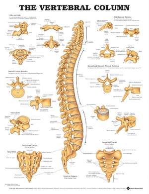 The Vertebral Column Anatomical Chart de Anatomical Chart Company