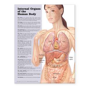 Internal Organs of the Human Body Anatomical Chart de Anatomical Chart Company