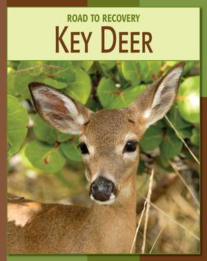 Key Deer de Susan Heinrichs Gray