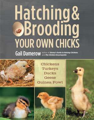 Hatching & Brooding Your Own Chicks: Chickens, Turkeys, Ducks, Geese, Guinea Fowl de Gail Damerow