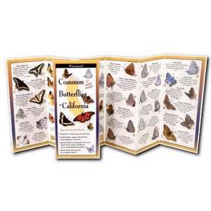 Common Butterflies of California de Rick Cech