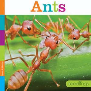 Ants de Laura K. Murray