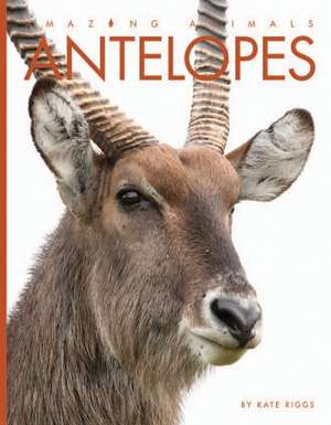 Antelopes de Kate Riggs