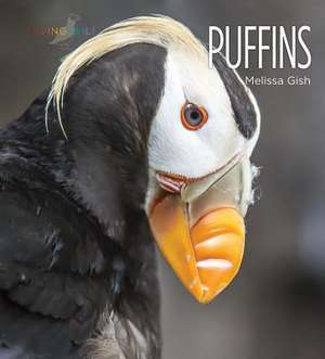 Puffins de Melissa Gish