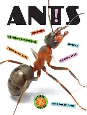 Ants de Ashley Gish