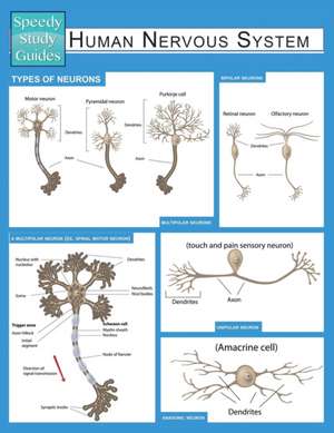 Human Nervous System (Speedy Study Guide) de Speedy Publishing LLC