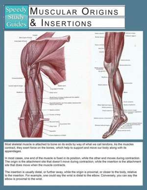 Muscular Origins & Insertions (Speedy Study Guide) de Speedy Publishing LLC