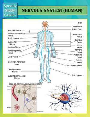 Nervous System (Human) (Speedy Study Guides) de Speedy Publishing Llc