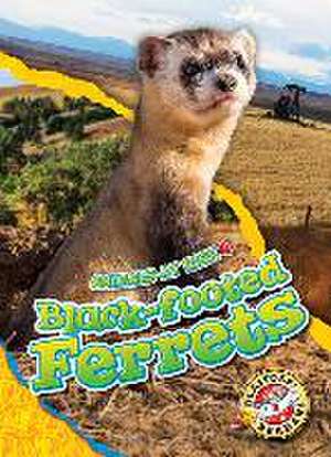 Black-Footed Ferrets de Rachel Grack