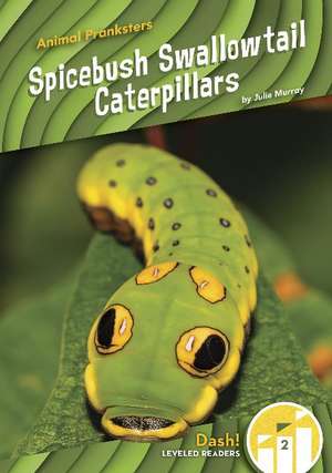 Spicebush Swallowtail Caterpillars de Julie Murray