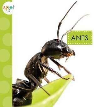 Ants de Nessa Black