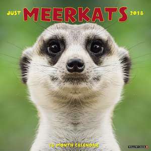 Meercats 2018 Wall Calendar de Willow Creek Press