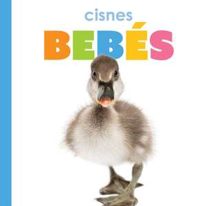 Cisnes Bebes de Meg Greve
