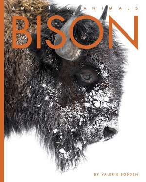 Bison de Valerie Bodden