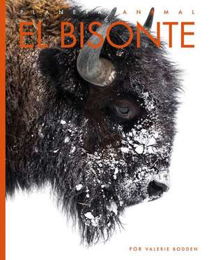 El Bisonte de Valerie Bodden