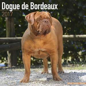 Dogue de Bordeaux Calendar 2017 de Avonside Publishing Ltd.