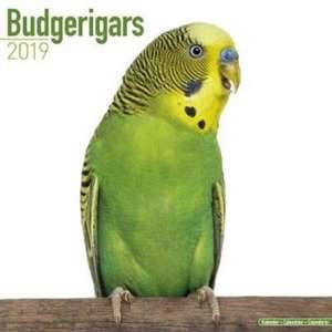 Budgerigars Calendar 2019 de Avonside Publishing Ltd