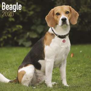 Beagle Calendar 2020 de Avonside Publishing Ltd