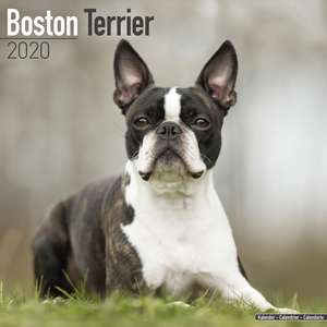 Boston Terrier Calendar 2020 de Avonside Publishing Ltd