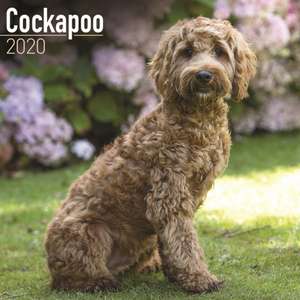 Cockapoo Calendar 2020 de Avonside Publishing Ltd