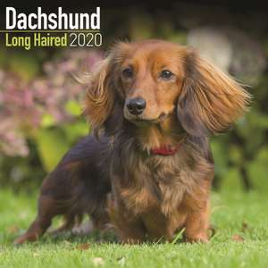 Dachshund Long Haired Calendar 2020 de Avonside Publishing Ltd