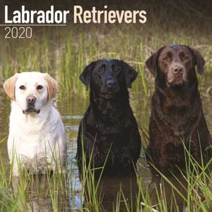 Labrador Retrievers Calendar 2020 de Avonside Publishing Ltd