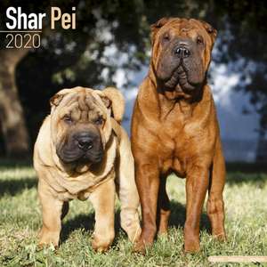 Shar Pei Calendar 2020 de Avonside Publishing Ltd