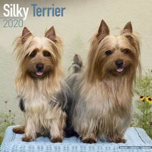 Silky Terrier 2020 de Avonside Publishing Ltd