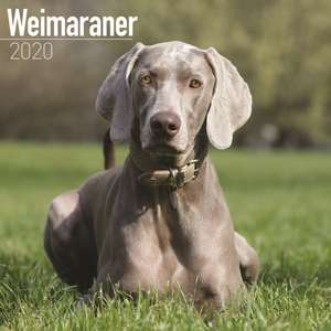 Weimaraner Calendar 2020 de Avonside Publishing Ltd