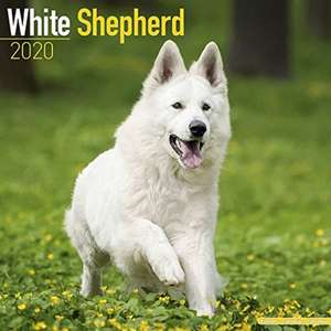 White Shepherd Calendar 2020 de Avonside Publishing Ltd