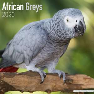 African Greys - Graupapageien 2020 de Avonside Publishing Ltd